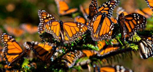 Бабочка монарх, биосферный заповедник в Мексике