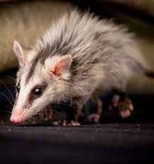 Опоссумы — незаменимые санитары Юкатана