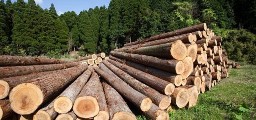 Profepa остановила незаконную вырубку джунглей в Мексике