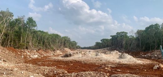 "Трен Майя" вырубит 104 гектара леса в Юкатане "Трен Майя" вырубит 104 гектара леса в Юкатане