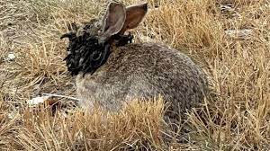 Кролики-«зомби» в США: вирус Шоупа или фейк?