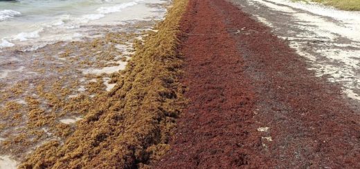 Токсичные водоросли угрожают пляжам Юкатана: данные Cinvestav