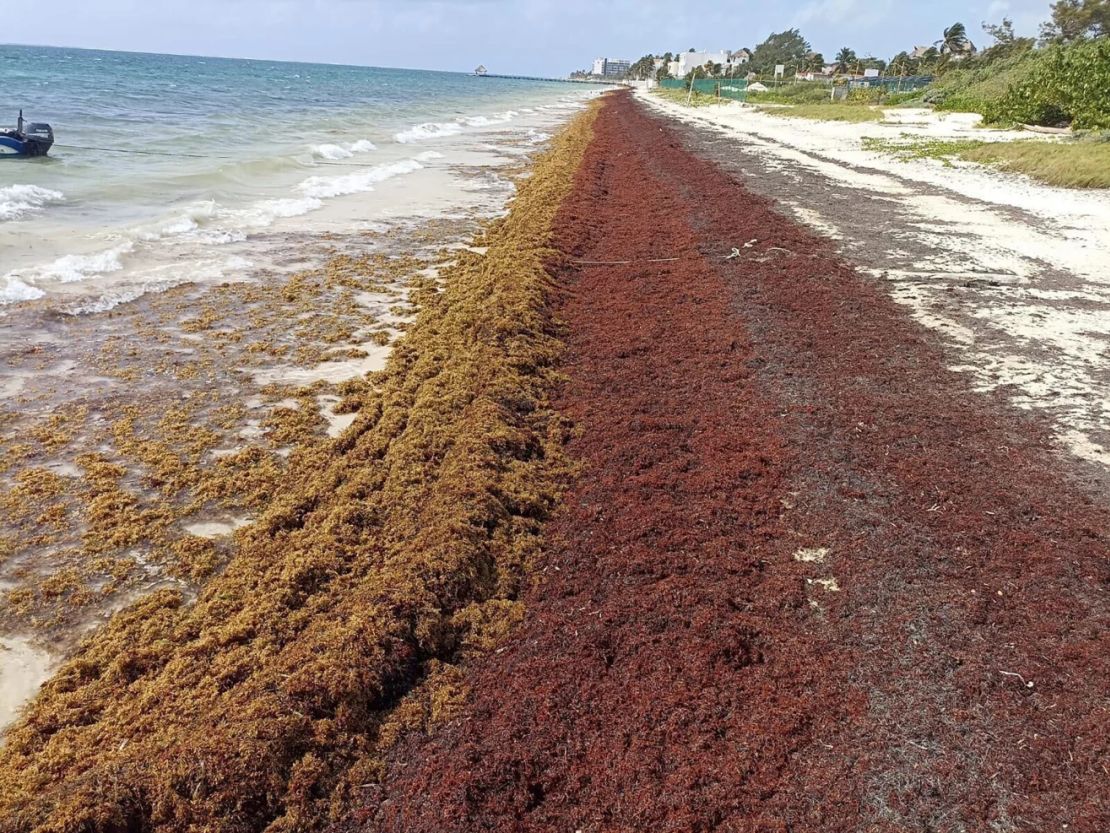 Токсичные водоросли угрожают пляжам Юкатана: данные Cinvestav