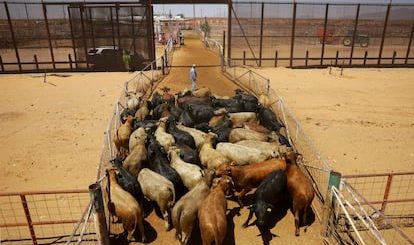 Оводы захватили 60% Юкатана: угроза скоту Оводы захватили 60% Юкатана: угроза скоту