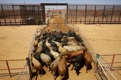 Оводы захватили 60% Юкатана: угроза скоту